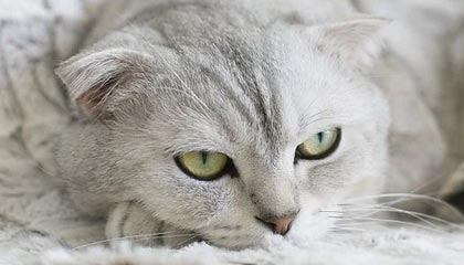 半岛体育官网——开启专业体育体验新纪元